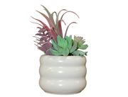 Maceta Ceramica C/Suculentas 20Cm